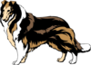 Black And Brown Collie Clip Art